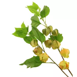Yellow Chinese Lantern Stem.jpg
