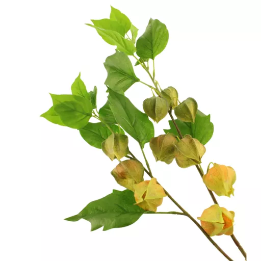 Yellow Chinese Lantern Stem.jpg