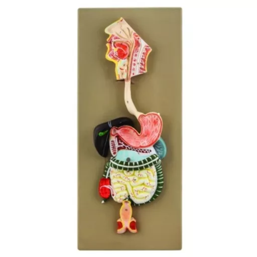 Human Digestive System Model 2 Parts