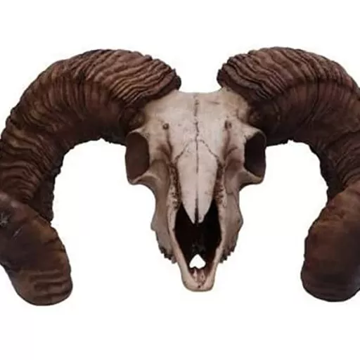 Large Rams Skull 1.jpg