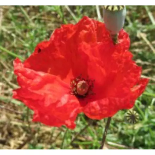 Common Poppy Wild Flower Seed