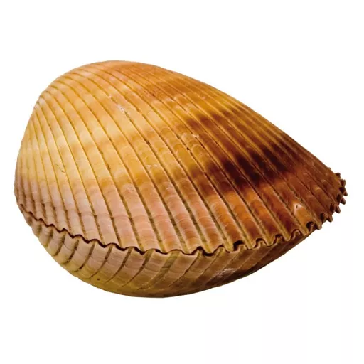 Whole Large Cockle