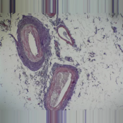 Philip Harris Prepared Microscope Slide - Artery and Vein - Thin Section