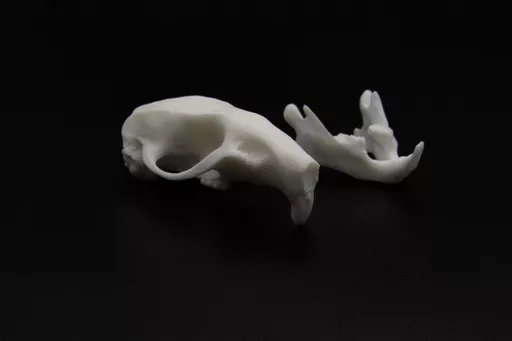 Rat 4.jpg