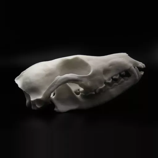 Replica Red Fox Skull