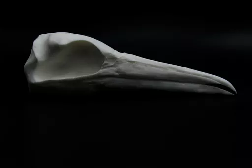 Gannet 1.jpg