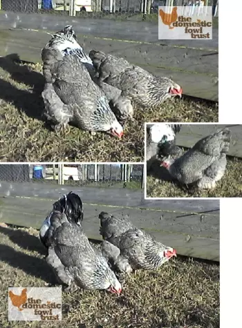 Brahma  Bantam