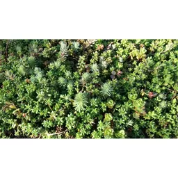 Mr Green Sedum Roof Trays Detail.jpg