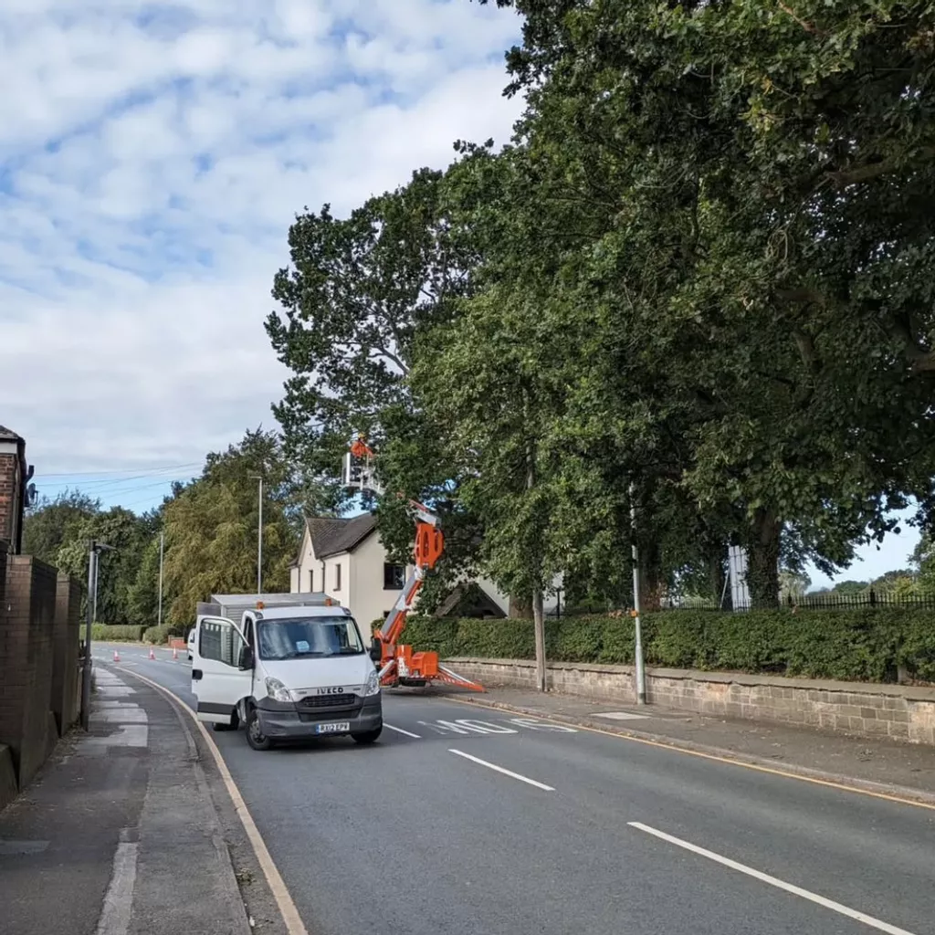 The Importance of Tree Management for Public Spaces