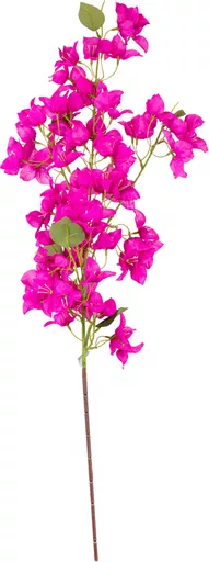 IT393854.jpg