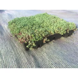 Mr Green Sedum Roof Tray Established.jpg