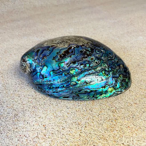 Polished Paua Shell