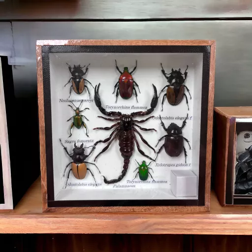 Set of Exotic Insects in Frame