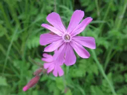 Red-Campion-3.jpg