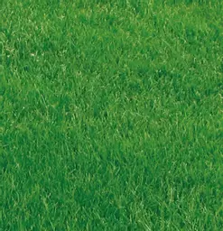 Premium_Lawn_Mixture.jpg