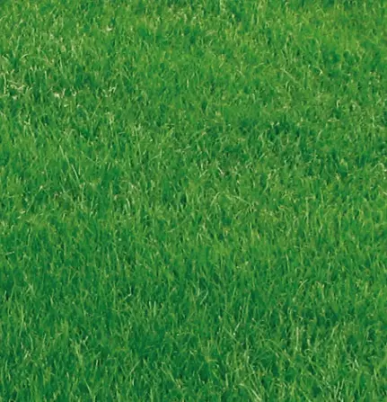 Grass Seed - Premium Lawn / Pen Mix - 1kg
