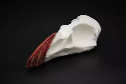 Puffin Skull 2.jpg