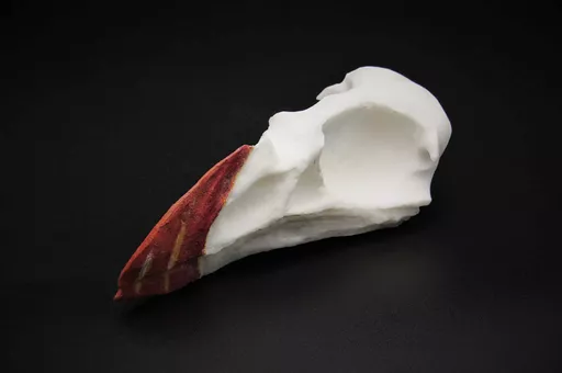 Puffin Skull 2.jpg
