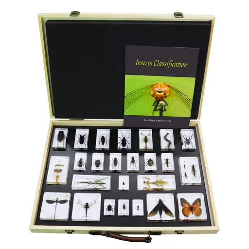 Insects Classification Box