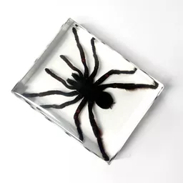Large Spider 2.jpg