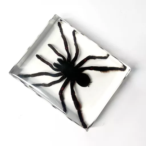 Large Spider 2.jpg
