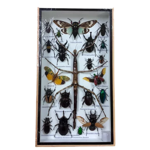 Set of Exotic Insects in Frame