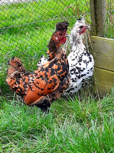 Appenzeller pair.jpg