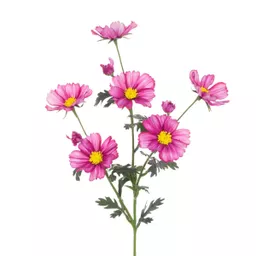 Meadow Cosmos.jpg