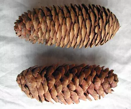 Rye Cones