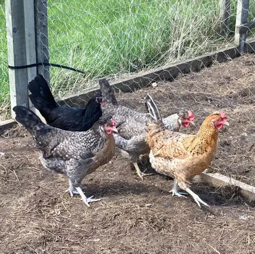 legbar hybrids.jpg