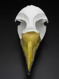 Penguin 3.jpg