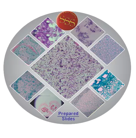 MICROSCOPE SLIDE - Zea mays T.S. leaf