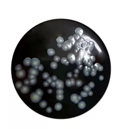 165165399410dd4ee4886e8aed65ab0efbb1ca8eb2.PNG?