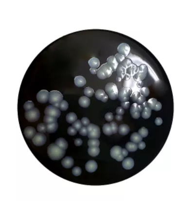 Legionella GVPC Selective Agar 90mm PP Plates PK10