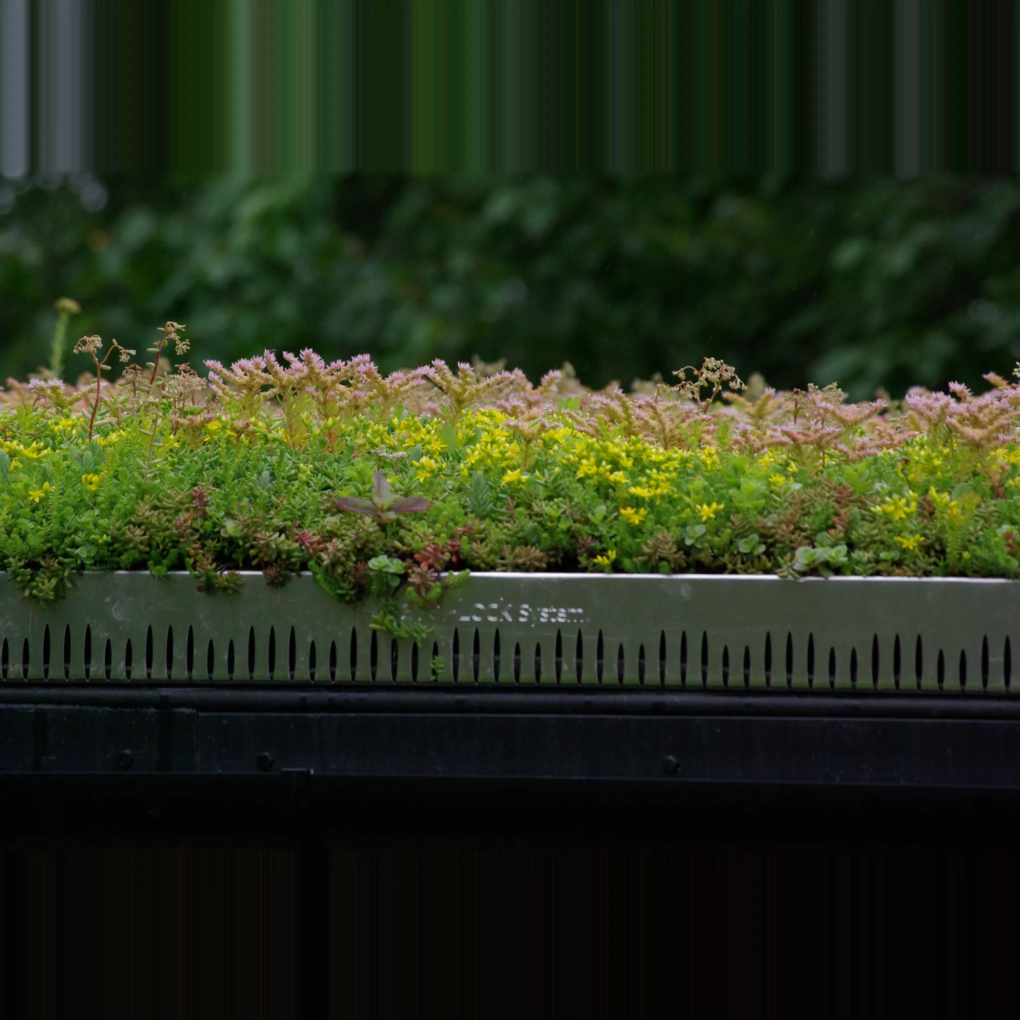 GrufeKit-Sedum-Trays-Edge.jpg