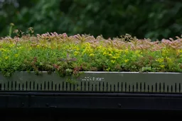 GrufeKit-Sedum-Trays-Edge.jpg