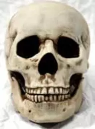 https://starbek-static.myshopblocks.com/images/tmp/nt_321_skull177.jpg