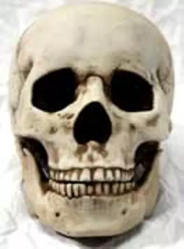 https://starbek-static.myshopblocks.com/images/tmp/nt_321_skull177.jpg