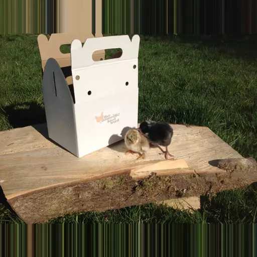 Chick carry box (suitable for up to 4 chicks)