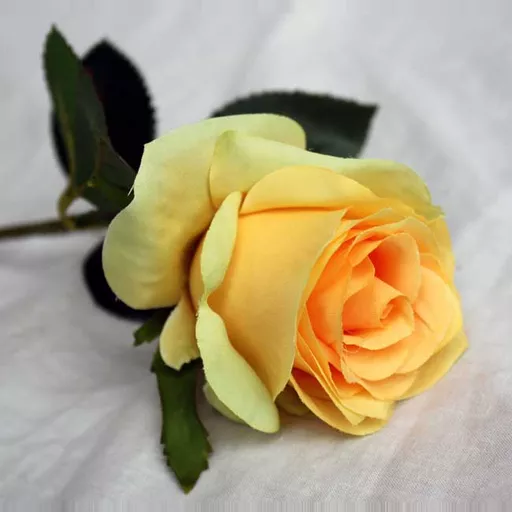 Yellow Rose