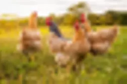 farmgate_chickens_in_sunset_752120836_v2.webp