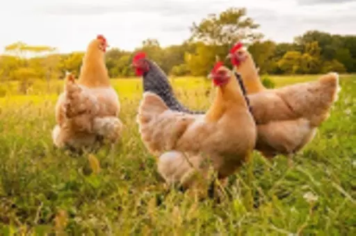 farmgate_chickens_in_sunset_752120836_v2.webp