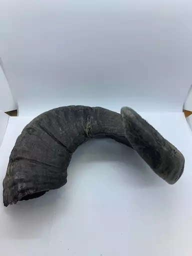 Horn 3.jpg