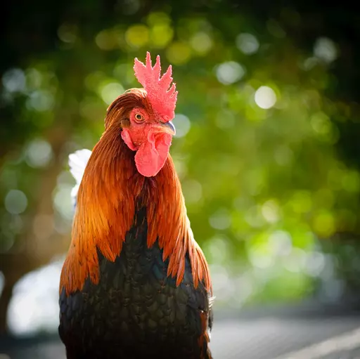 Country_Living_Rooster.webp
