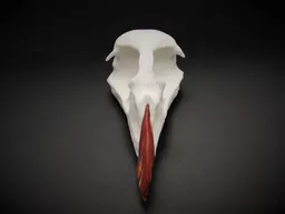 Puffin Skull 3.jpg