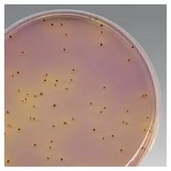 K-F Streptococcus Agar 500g