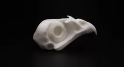 Kestrel Skull 2.jpg