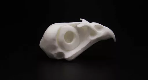 Kestrel Skull 2.jpg