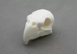 Parakeet Skull 2.jpg