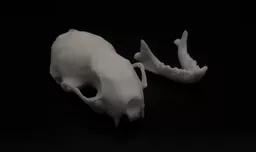 Stoat 5.webp